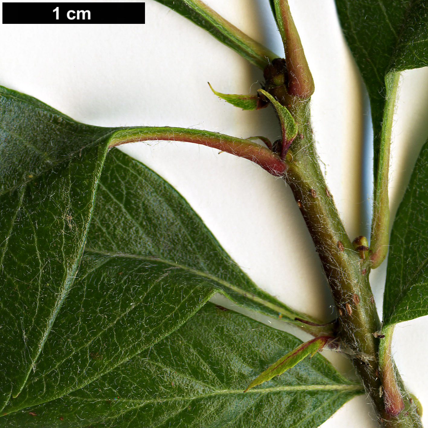 High resolution image: Family: Rosaceae - Genus: Crataegus - Taxon: ×grignonensis (C.mexicana ×)